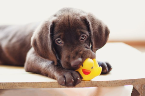 Best Chew Toys for Puppies