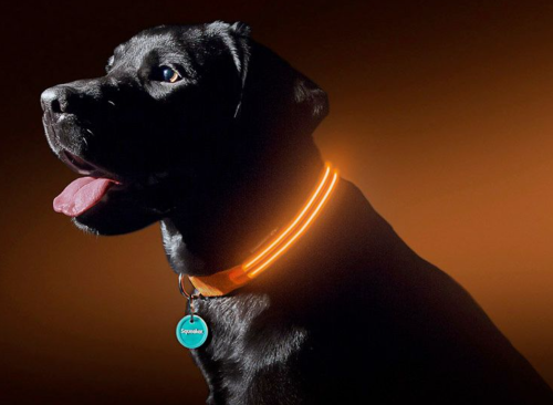 Best LED Dog Collars