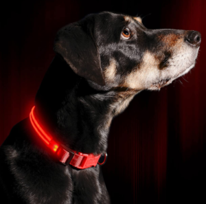 Best LED Dog Collars