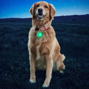 Best LED Dog Collars