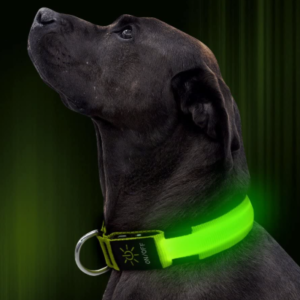 Best LED Dog Collars