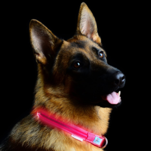 Best LED Dog Collars