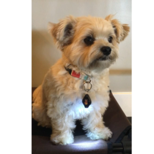 Best LED Dog Collars