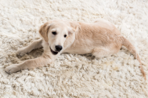 Best Carpet Cleaner for Dog Urine