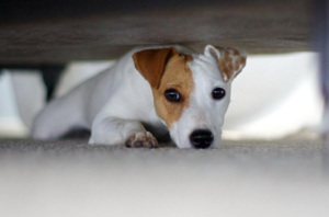 Why Are Dogs Scared of Thunder?