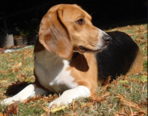 Best Dog Food for Beagles