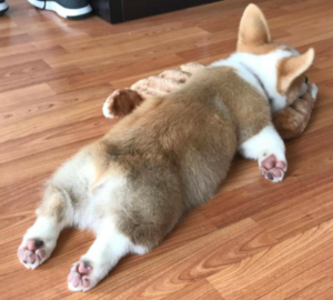 Why Do Dogs Sploot