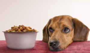 Benefits of Grain Free Dog Food