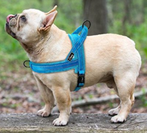 Best Dog Harnesses