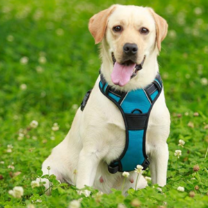 Best Dog Harnesses