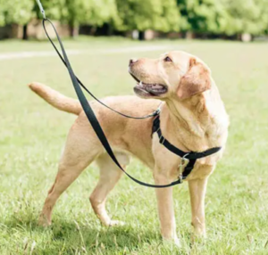 Best Dog Harnesses