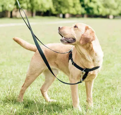 8 Best Dog Harnesses for Stress-Free Walks l Best Dog Harness