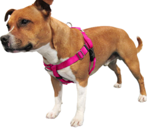 Best Dog Harnesses