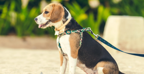 Best Dog Harnesses