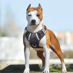 Best Dog Harnesses