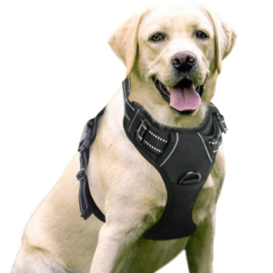 Best Dog Harnesses