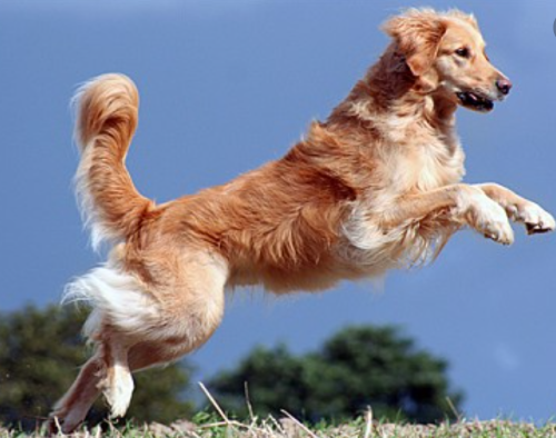 Do Dogs Need Taurine Supplements?