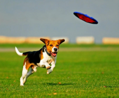 Best Dog Frisbees