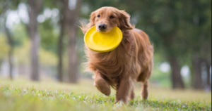 Best Frisbees for Dogs