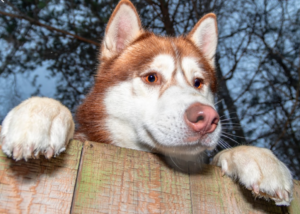 How to Stop Huskies from Digging Under the Fence