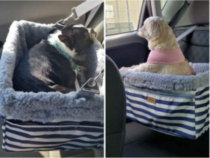 Best Dog Car Seats