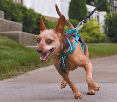 Best Harness for Dogs That Pull