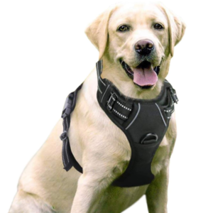 Best Harness for Dogs That Pull