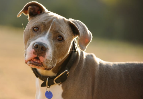 Best Dog Food for Pitbulls