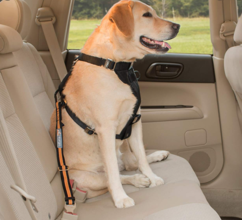 Best Dog Seat Belts