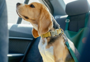 Best Dog Seat Belts