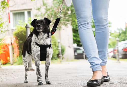 Best Retractable Dog Leash for Strong Dogs