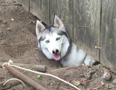 How to Stop Huskies from Digging Under the Fence