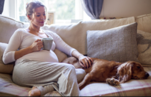 Can Dogs Sense Pregnancy