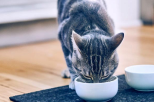 Best Cat Food for Sensitive Stomach