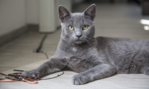 Ways of Keeping Indoor Cats Happy And Healthy