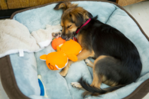 Bed Scratching Behavior in Dogs