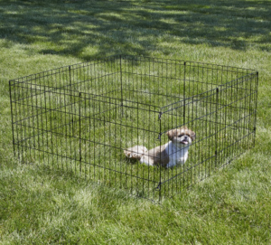 Best Puppy Playpens