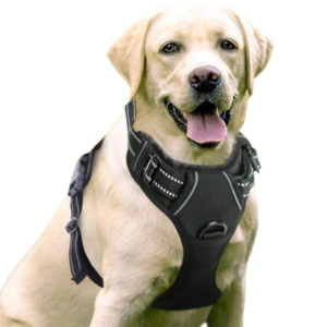 Best Dog Harness for Small Dogs