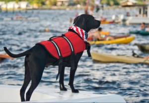 Best Dog Boat Ramps