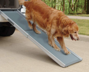 Best Dog Boat Ramps