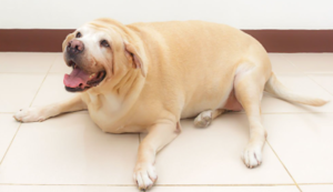 Best Dog Food for Weight Loss