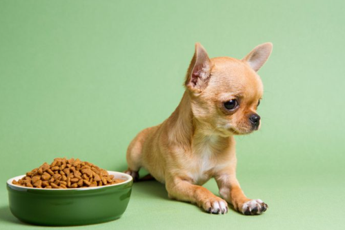 Best Dog Food for Small Dogs