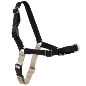 Best Running Harness for Labrador