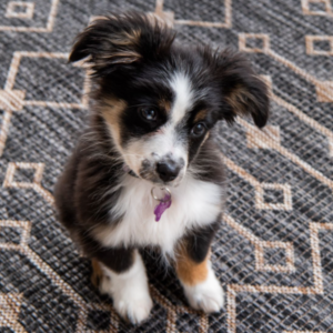 8 Reasons Why Dogs Scratch Their Mats>>Dog's Mat Scratching Behavior