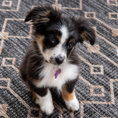 Why Do Dogs Scratch Their Mats?