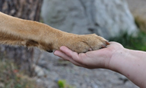 Why Does My Dog Put His Paw On Me?