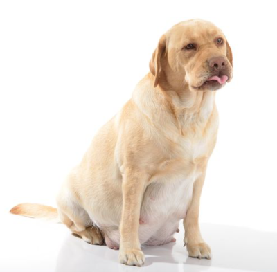 Best Dog Food for Pregnant Dogs