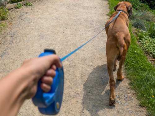 Best Retractable Dog Leash for Large Dogs