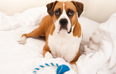 Why Do Dogs Scratch Their Beds Before Sleeping?