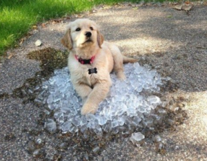 How to Keep Dogs Cool in Summer